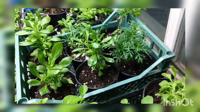 Черенок от Вегетки НН месяц спустя... смотреть онлайн