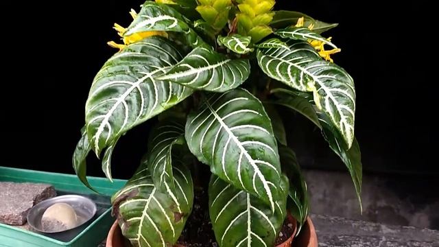 Aphelandra Squarrosa (Pianta Zebra)