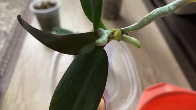 Отделение детки шоколадки которая выросла на кусочке пня без корней за 4 месяца смотреть онлайн