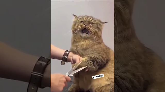 Актер без оскара смотреть онлайн