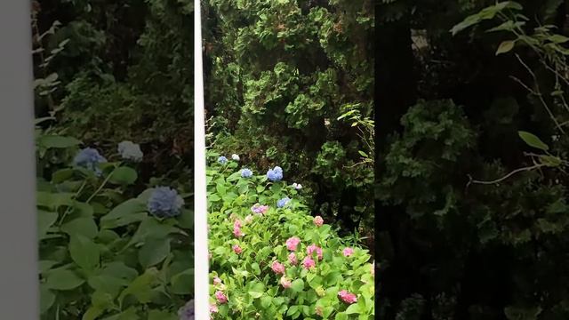 Гортензии во время дождя смотреть онлайн