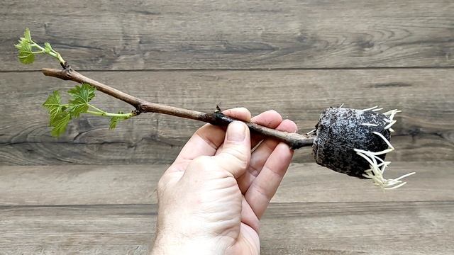 ? Укоренение черенков винограда в ТОРФЯНЫХ таблетках. Пока монтируется ролик полностью. смотреть онлайн