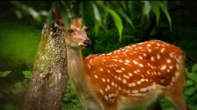 Россия это ты, Родина моя смотреть онлайн