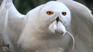 Сова белая (полярная)/Owl white (polar)