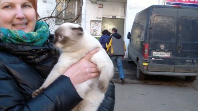 Клип №0605 - выставка кошек PCA Online