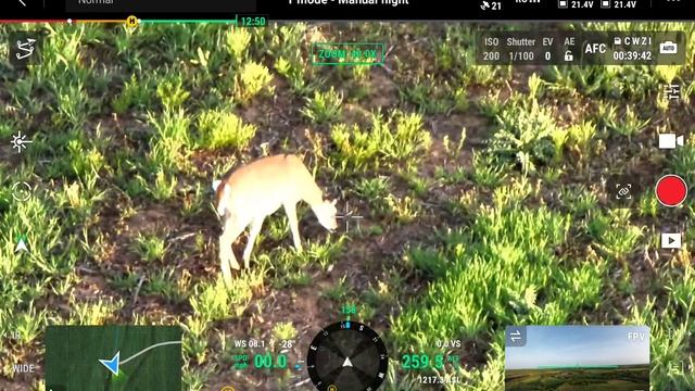 Eastern wild turkey strutting with whitetail deer Matrice 30T смотреть онлайн