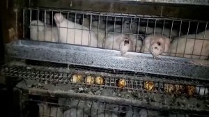 Выгодно ли содержать перепелов. Содержание перепелов на инкубационное яйцо и на пищевое яйцо.Часть6