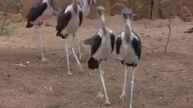 Marula Fruit - How animals can get really drunk and even fall to the floor - Elefants - Monkeys.mp4 смотреть онлайн