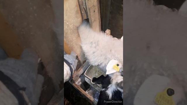 Доильный стол # Стрижка копыт у козы смотреть онлайн