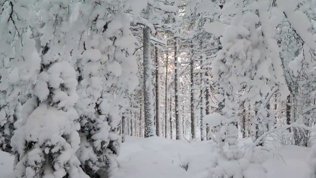 Västermark Nature Reserve, Västerbotten County, Sweden смотреть онлайн
