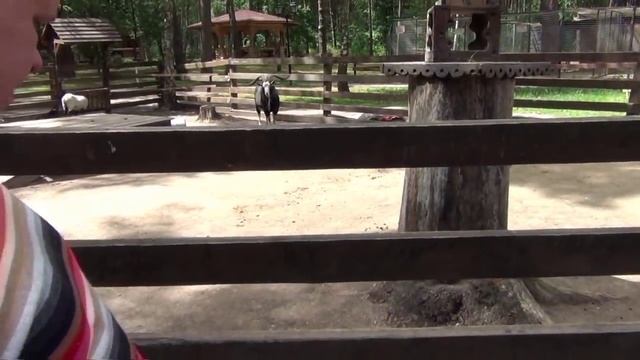 VLOG Ваша Юля - Верблюд по имени Вася и другие забавные звери смотреть онлайн