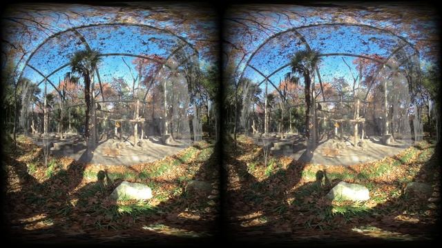 Mandrill, crane, anteater at the Dallas Zoo смотреть онлайн