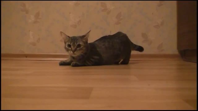 Смешной кот смотреть онлайн