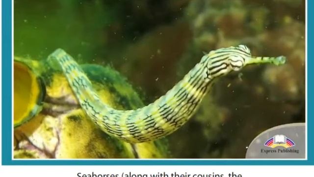 11 ASPECT Module 2 Video 6 Unique Underwater Creatures SB p33 смотреть онлайн