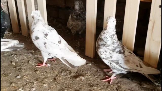 Орехомраморные бойные голуби. Bakı göyərçinləri. смотреть онлайн