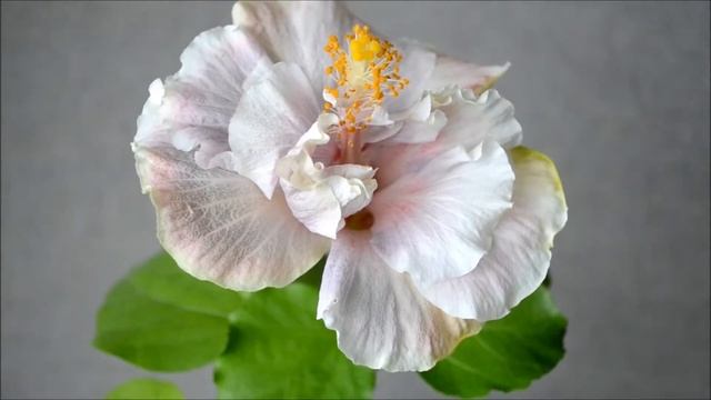 Hibiscus NK Cashew