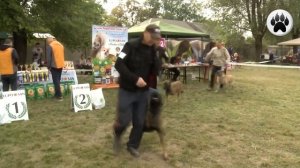 Бельгийская овчарка МАЛИНУА. Плюсы и минусы породы Belgian Shepherd Malinois