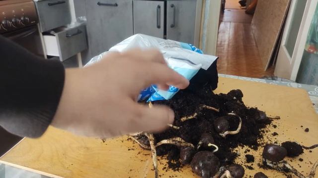 #Каштаны Как вырастить каштаны? Как выращивать каштаны?