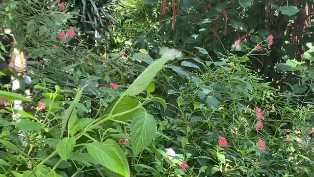 19th b-day vlog!!♡♥// ft butterfly garden + family + baking + art! смотреть онлайн
