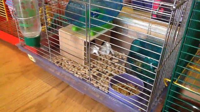 VLOG: КАК ПОЖИВАЮТ МОИ ХОМКИ🤗 смотреть онлайн