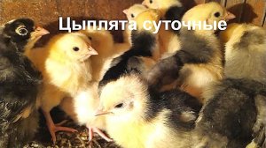 #Цыплята суточные от Кур несушек