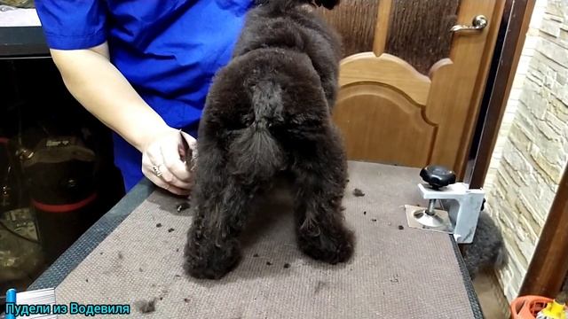 Стрижка щенка пуделя своими руками)) смотреть онлайн