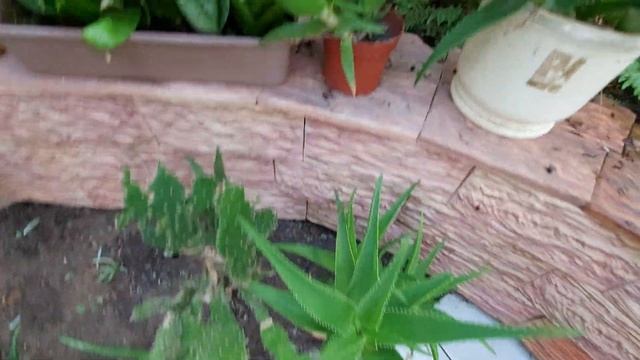 Greenhouse Overview / Обзор тропической теплицы / Оранжерея