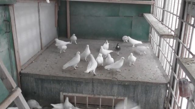 В гостях у Алексея Баукова бакинские голуби( часть 3) О СТИЛЕ ПОЛЁТА смотреть онлайн