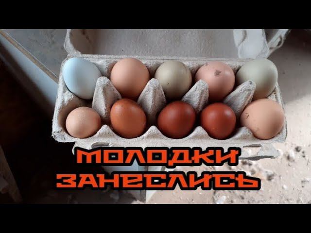 Первые яйца от маранов.... смотреть онлайн