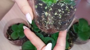 Кальцеолярия уход в домашних условия