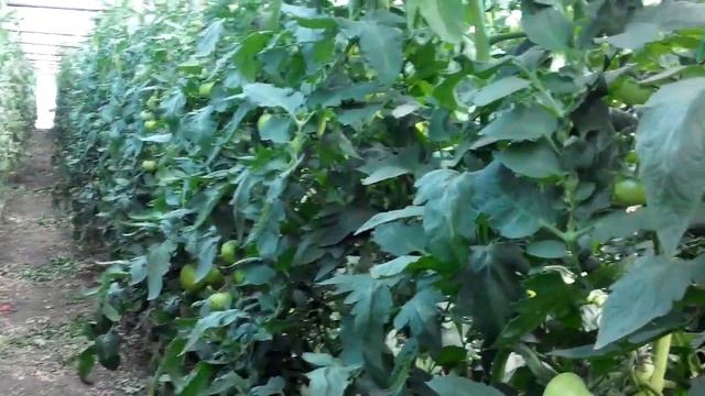 Ой...,что то я делаю не так... ,томатики. смотреть онлайн