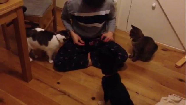 Aya Pats & Bens Pomsky Puppy showing how she learned to Sit and Touch (Such a Clever Girl) смотреть онлайн