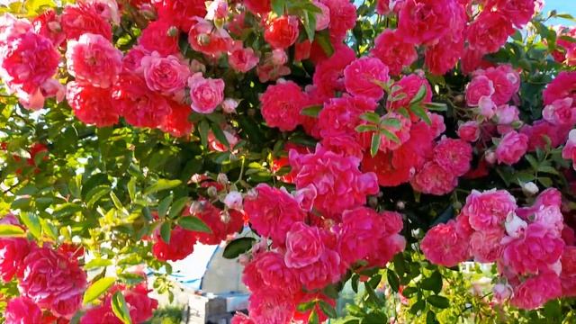 Пышное цветение розы Эксцельза смотреть онлайн