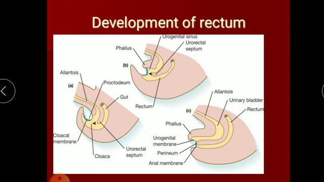 Development of GIT - Hindgut derivatives смотреть онлайн