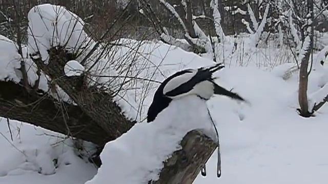 Сорока и снег.MOV смотреть онлайн