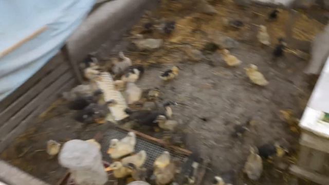 Вечерний обход хозяйства. Он и Она деревенская семья смотреть онлайн