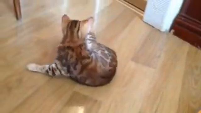 Бенгальские котята. Девочка смотреть онлайн