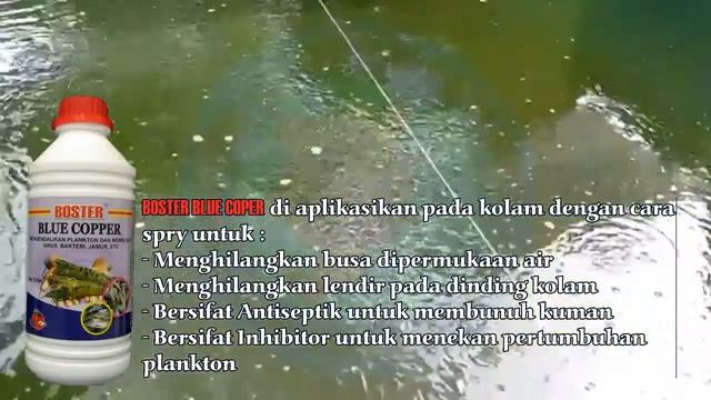 APLIKASI ANTISEPTIK BOSTER BLUE COPPER