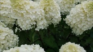 МЕТЕЛЬЧАТАЯ ГОРТЕНЗИЯ ПОЛЯРНЫЙ МЕДВЕДЬ - ФАВОРИТ САДА