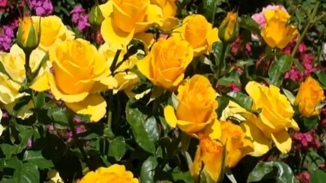 Роза Керио (Kerio) смотреть онлайн