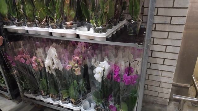 21.02.22.ОРХИДЕИ и не только в Икеа Мега Парнас смотреть онлайн