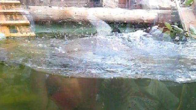 Выдры в зоопарке. смотреть онлайн