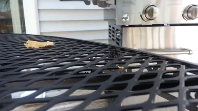 Паук охотится на муху смотреть онлайн