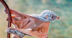 Необычный летающий зверёк - Белка-летяга!