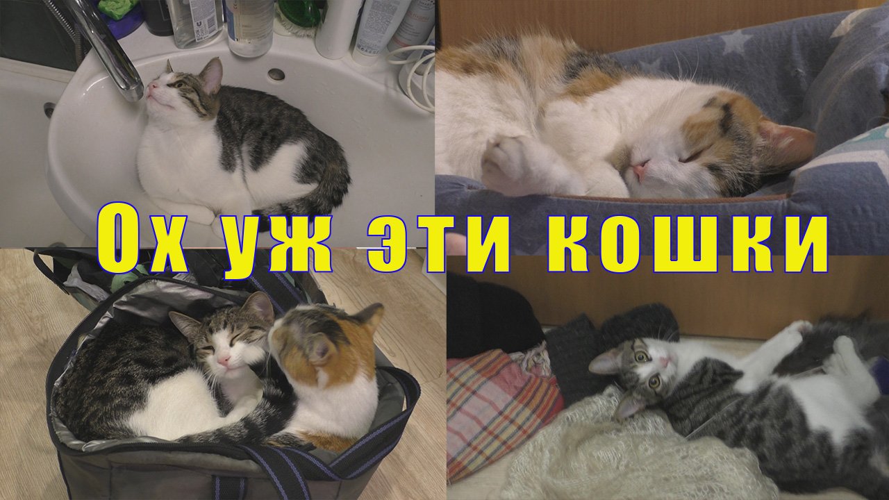 НЕВЕРОЯТНЫЕ КОШКИ - ЛИСА И МАСЯ