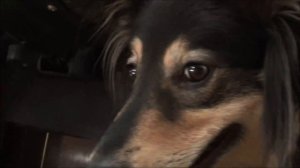 Ворона, Голуби, Собаки и Кошки