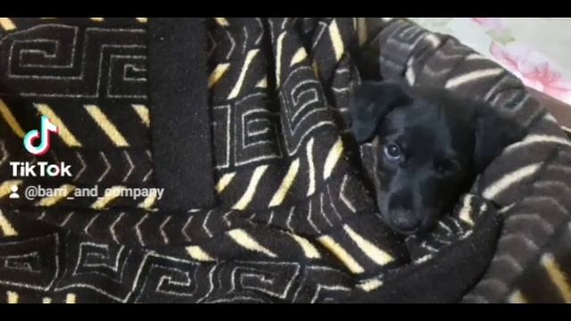 Щенок Ягдтерьер начало смотреть онлайн
