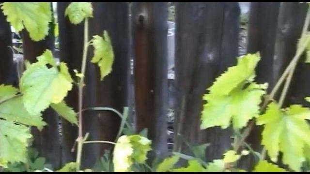 Хлороз растений лечим быстро и эффективно смотреть онлайн