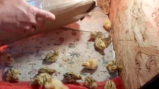 Что делать чтобы неслись перепела .Режимы инкубации, день 17, вылупка. смотреть онлайн