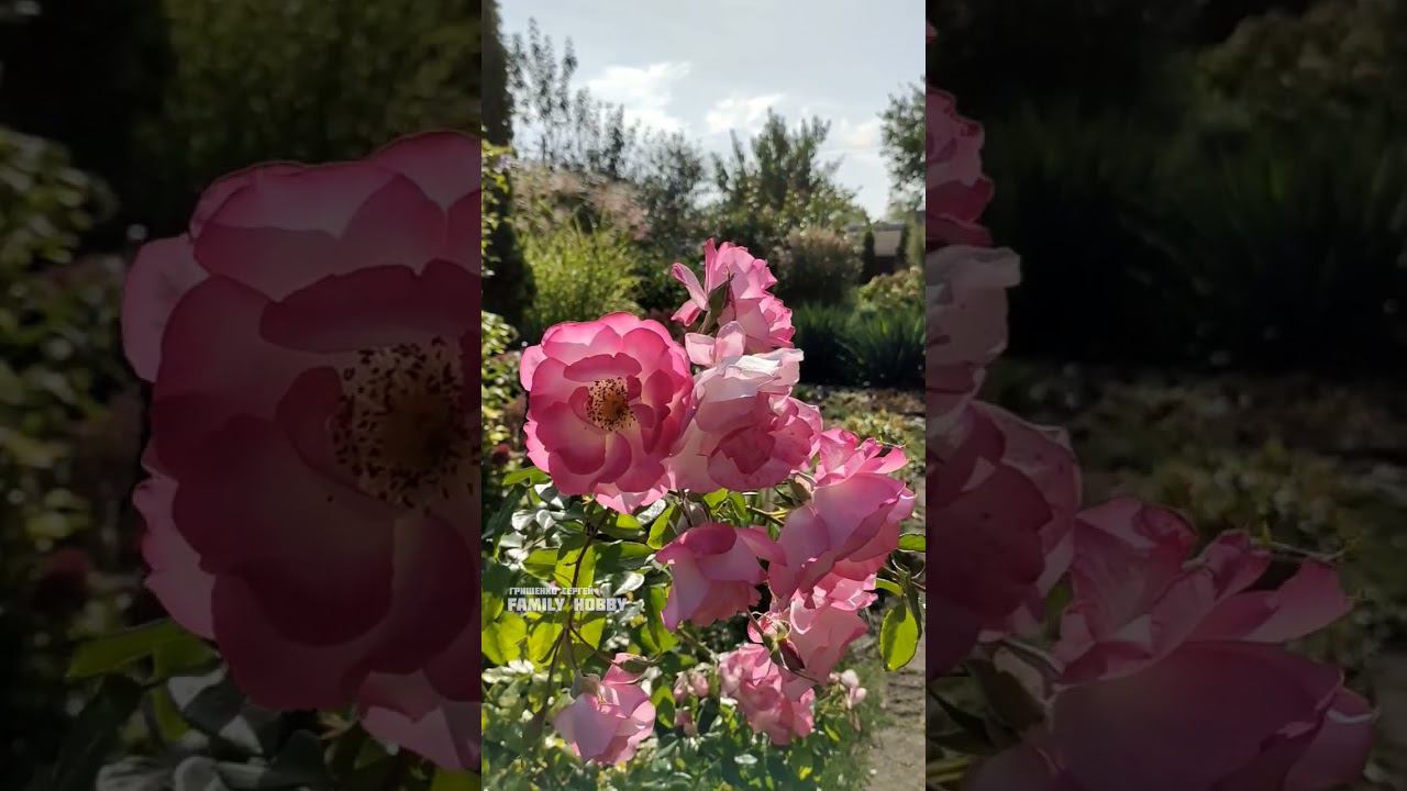 Наш ПРЕКРАСНЫЙ #сад#роза Хендель4 октября смотреть онлайн